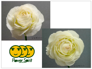 Ranunculus Chamonix White(Large Flower).jpg